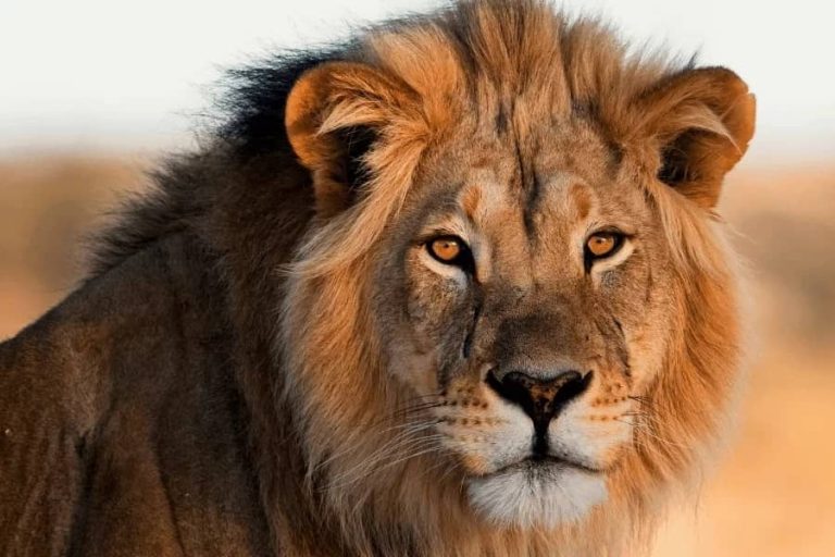 Exploring the Leo Spirit Animal A Symbol of Strength and Courage